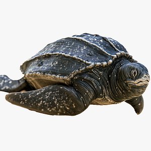 Sea Turtle - Lassie Reptile - Underwater Monster Creature - 36