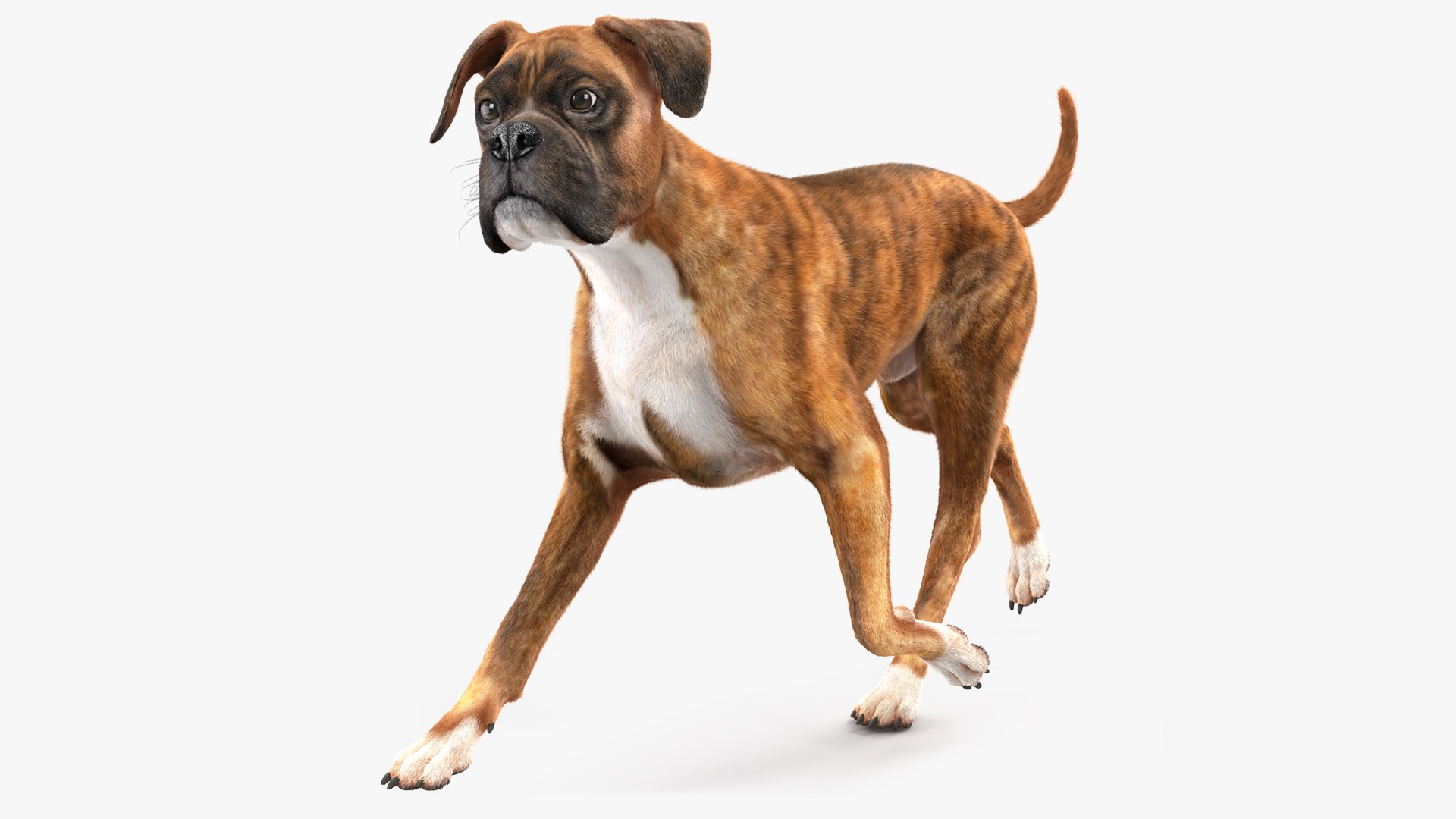 Running Dog Boxer Tiger Colored Fur 3D model preview