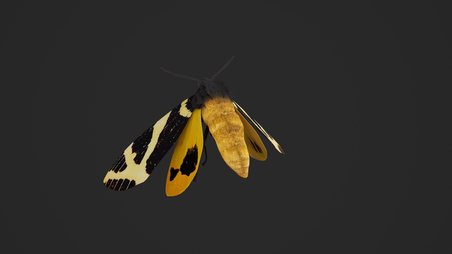 Moth Numenes disparilis 3D model https://p.turbosquid.com/ts-thumb/gZ/GEWMu9/7t/000_005/png/1780824362/1920x1080/fit_q87/d2b2f1128e5b69bae0a2ed6acea0e714a8efadb9/000_005.jpg