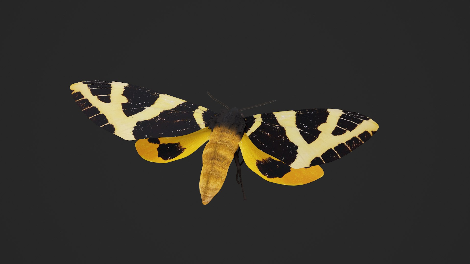 Moth Numenes disparilis 3D model https://p.turbosquid.com/ts-thumb/gZ/GEWMu9/Gs/000_001/png/1780824358/1920x1080/fit_q87/2f5e4aef7874db81e47fd4dcfa7fdba27ebb3258/000_001.jpg