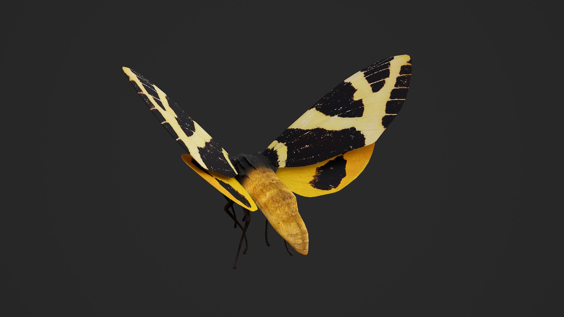 Moth Numenes disparilis 3D model https://p.turbosquid.com/ts-thumb/gZ/GEWMu9/Hh/000_004/png/1780824361/1920x1080/fit_q87/15f055bb12d48944f3450ac4eab5020c64349102/000_004.jpg
