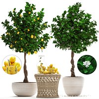 Lemon Tree with Fruit
