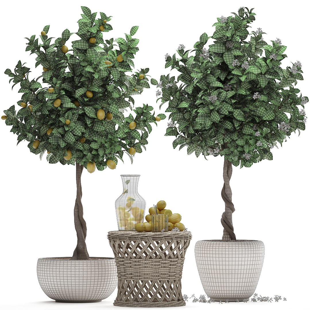 Lemon Tree Fruit Model - TurboSquid 1368384
