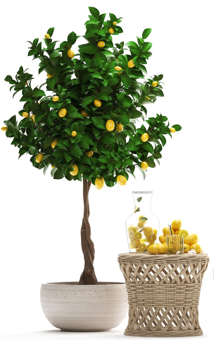 Lemon Tree Fruit Model - TurboSquid 1368384