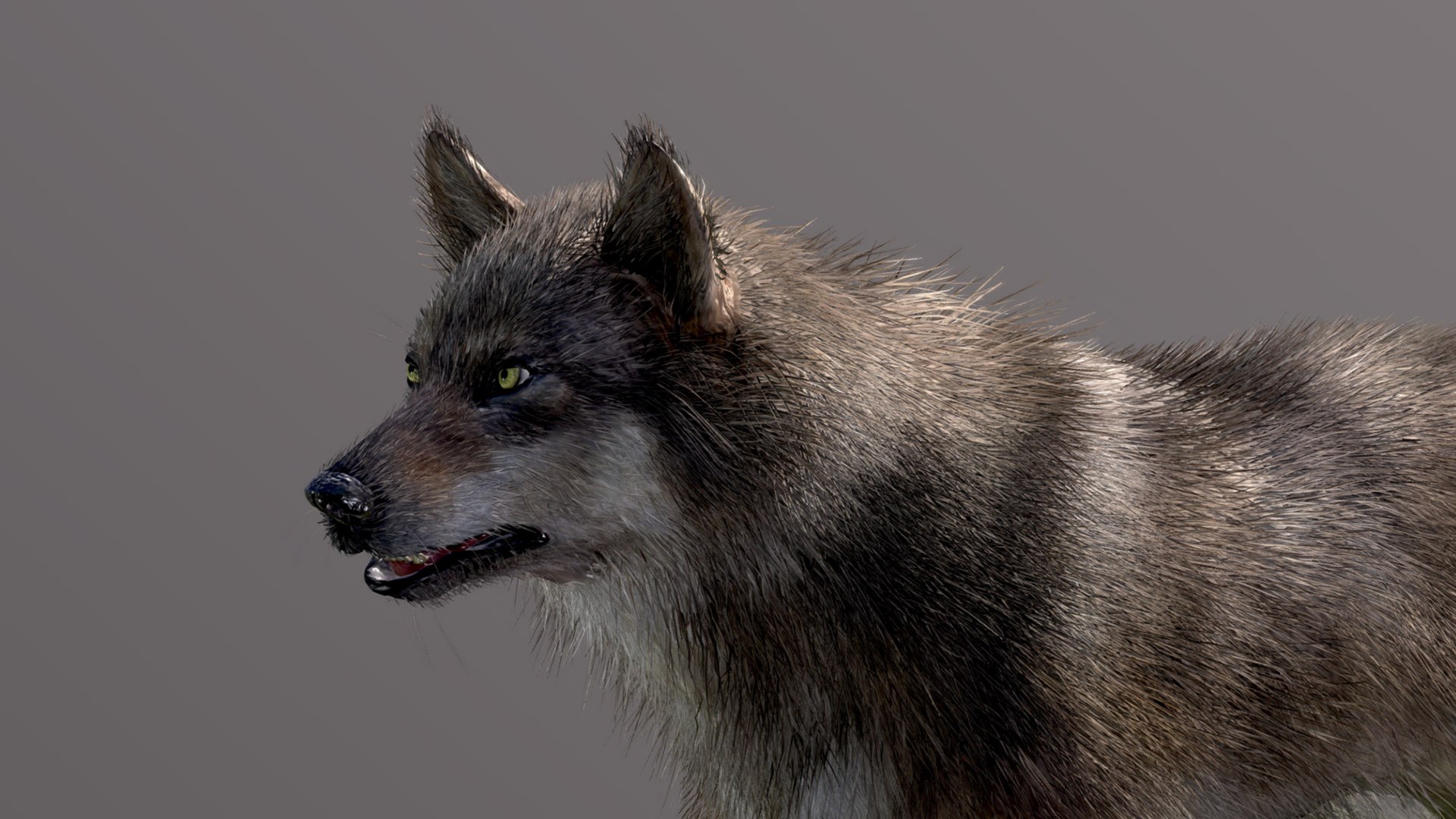 Eurasian Wolf Model - TurboSquid 2441418