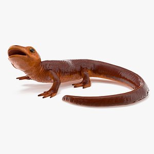 Orange-bellied Newt Rigged for Cinema 4D 3D model