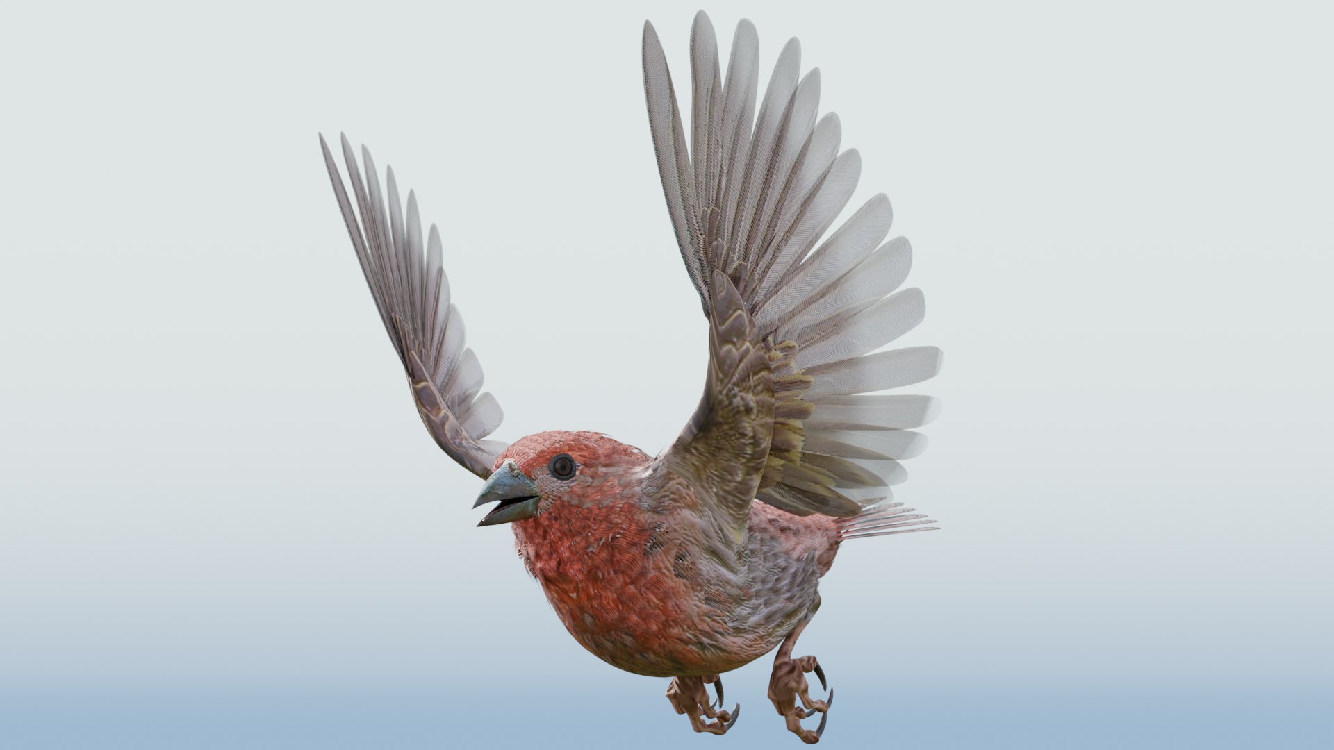3D House Finch - Blender - TurboSquid 1938029