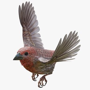 House finch - BLENDER