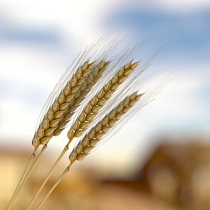 summer wheat 3d fbx