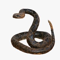 PYTHON VIPER SNAKE