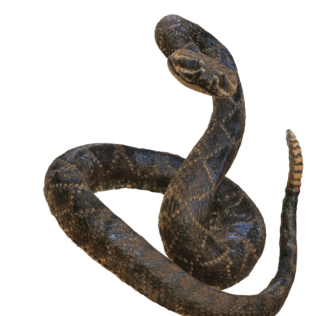 3D Model PYTHON VIPER SNAKE - TurboSquid 2381389