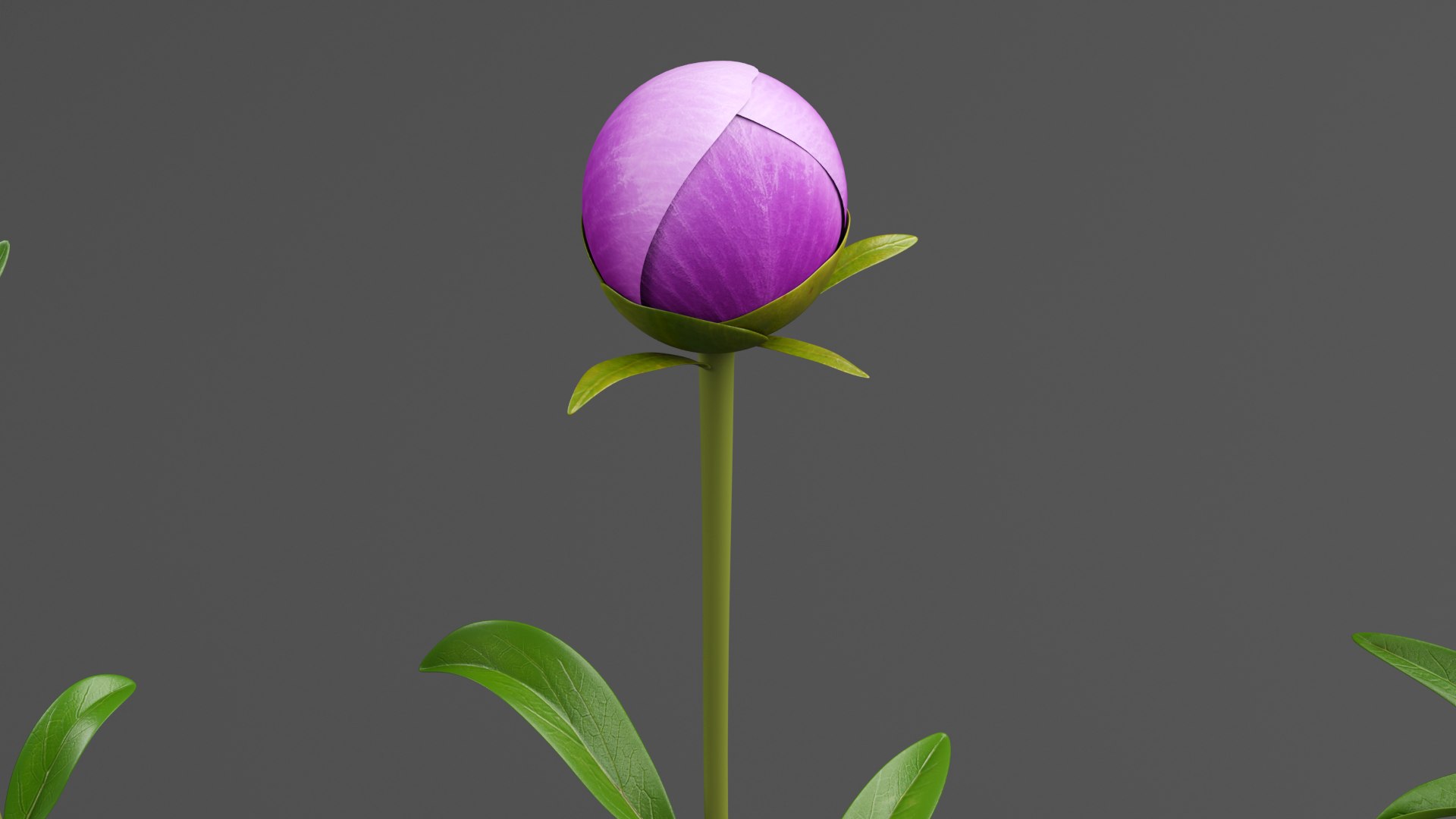 3D Violet Peonies https://p.turbosquid.com/ts-thumb/gZ/p9KImR/47/v3/png/1686952120/1920x1080/fit_q87/39528dad05f95b1bb3919a434a6cadb66167da0e/v3.jpg