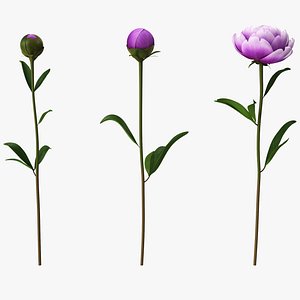 3D Violet Peonies