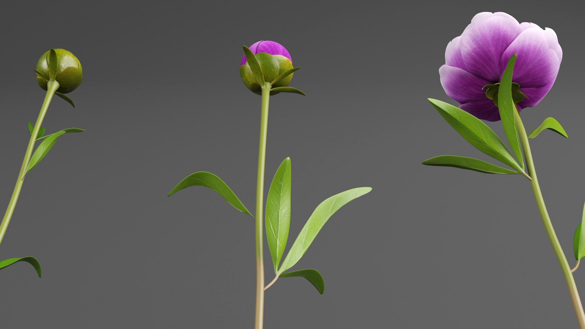 3D Violet Peonies https://p.turbosquid.com/ts-thumb/gZ/p9KImR/FA/v7/png/1686952122/1920x1080/fit_q87/73a641bf646facf47b03a036d817f79410efd0f0/v7.jpg