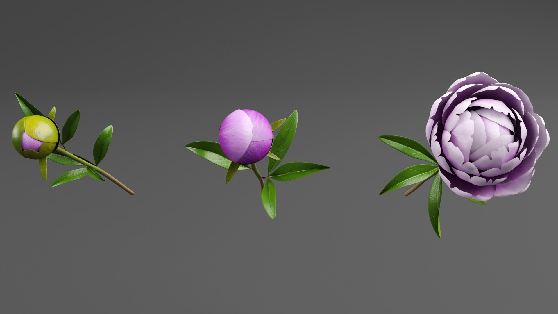 3D Violet Peonies https://p.turbosquid.com/ts-thumb/gZ/p9KImR/MS/v5/png/1686952121/1920x1080/fit_q87/6c698dbfc6d172a2ea69baa0da2860d3e8890b46/v5.jpg