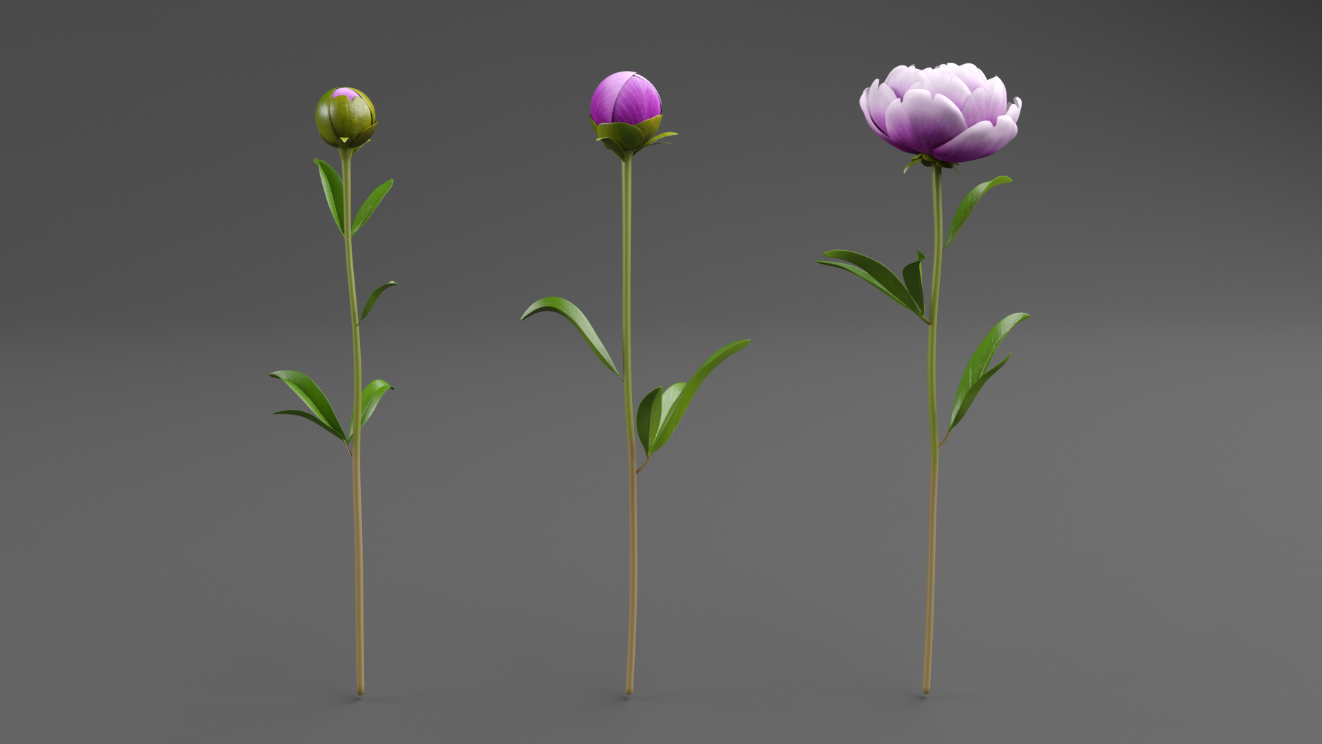 3D Violet Peonies https://p.turbosquid.com/ts-thumb/gZ/p9KImR/N9/peonyturn/png/1686952409/1920x1080/turn_fit_q99/b63e7e0a94abc45a801794263446d031b94bd619/peonyturn-1.jpg