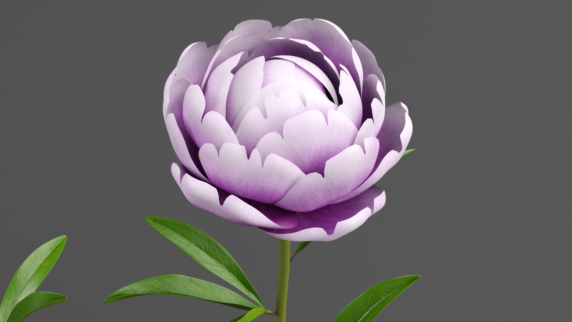 3D Violet Peonies https://p.turbosquid.com/ts-thumb/gZ/p9KImR/gV/v2/png/1686952120/1920x1080/fit_q87/d684a6bef70df286dd9494c4389e88a9ed14d9bb/v2.jpg