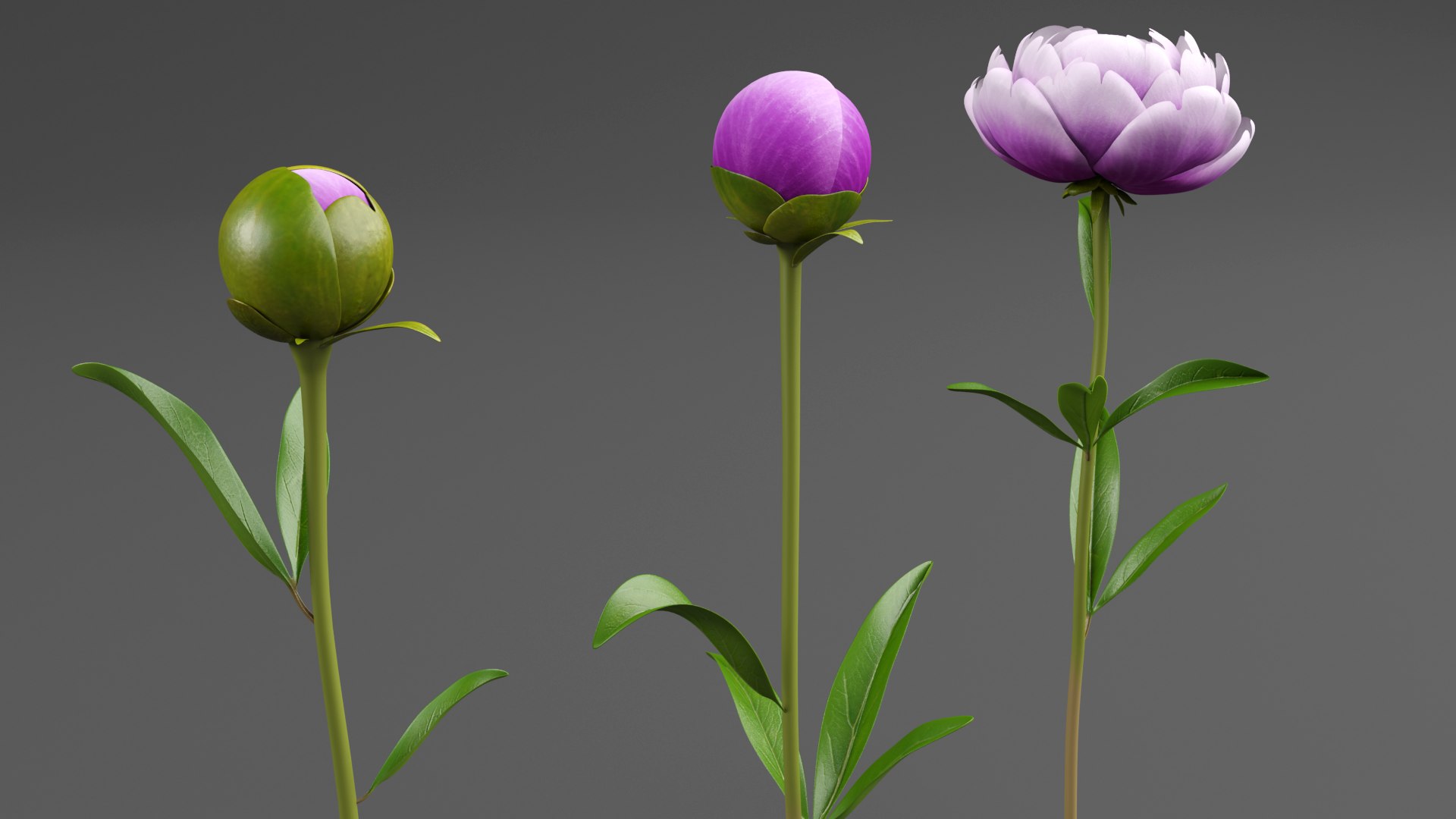 3D Violet Peonies https://p.turbosquid.com/ts-thumb/gZ/p9KImR/mJ/v6/png/1686952121/1920x1080/fit_q87/fa295bc233f0021672a63697198101f36d7f2b56/v6.jpg