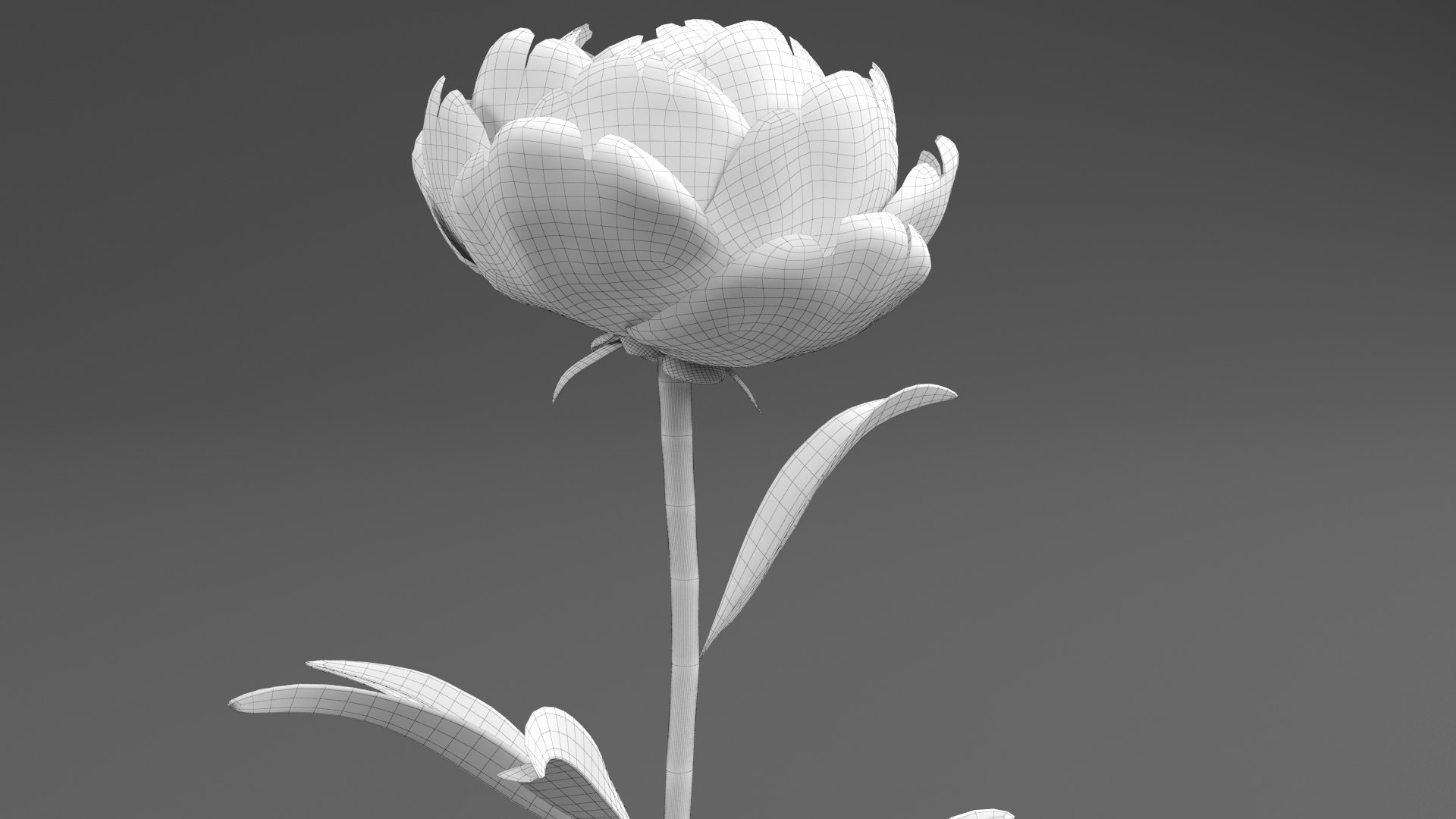 3D Violet Peonies https://p.turbosquid.com/ts-thumb/gZ/p9KImR/mN/peony_wire1/png/1686952364/1920x1080/fit_q87/4447e617bd462bec44f87faed56bc2adb5901d03/peony_wire1.jpg