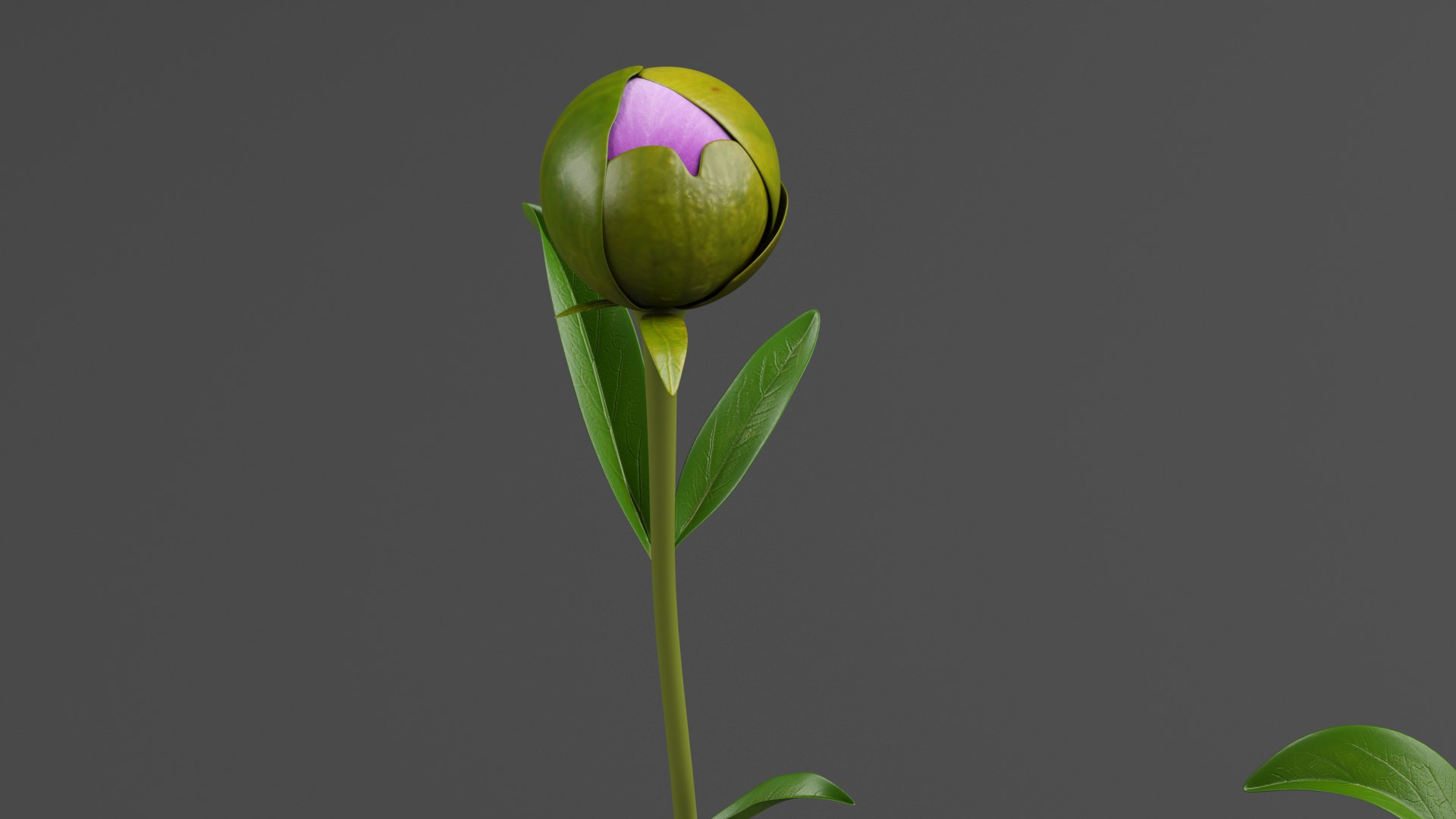 3D Violet Peonies https://p.turbosquid.com/ts-thumb/gZ/p9KImR/rP/v4/png/1686952120/1920x1080/fit_q87/1083e7997a40a7784290324d3642bd9d744c48e5/v4.jpg