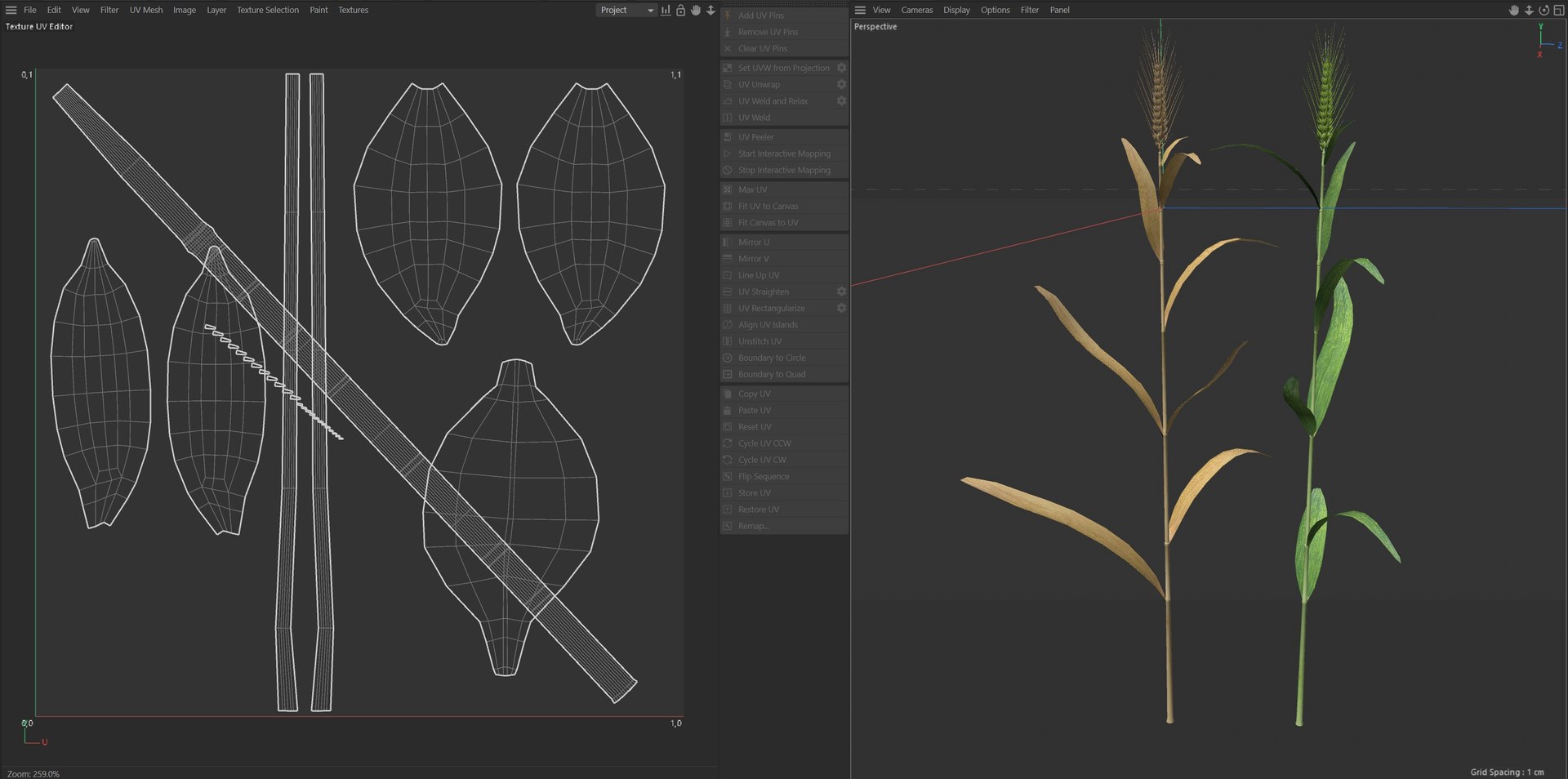 Wheat spike green and dried 3D model https://p.turbosquid.com/ts-thumb/gZ/rKo5w9/7D/uv/jpg/1747547546/1920x1080/fit_q87/ed25962aac9a69dd382b338558a64277defd00a1/uv.jpg