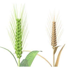 Wheat spike green and dried