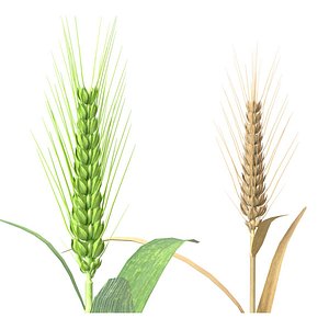 Wheat spike green and dried