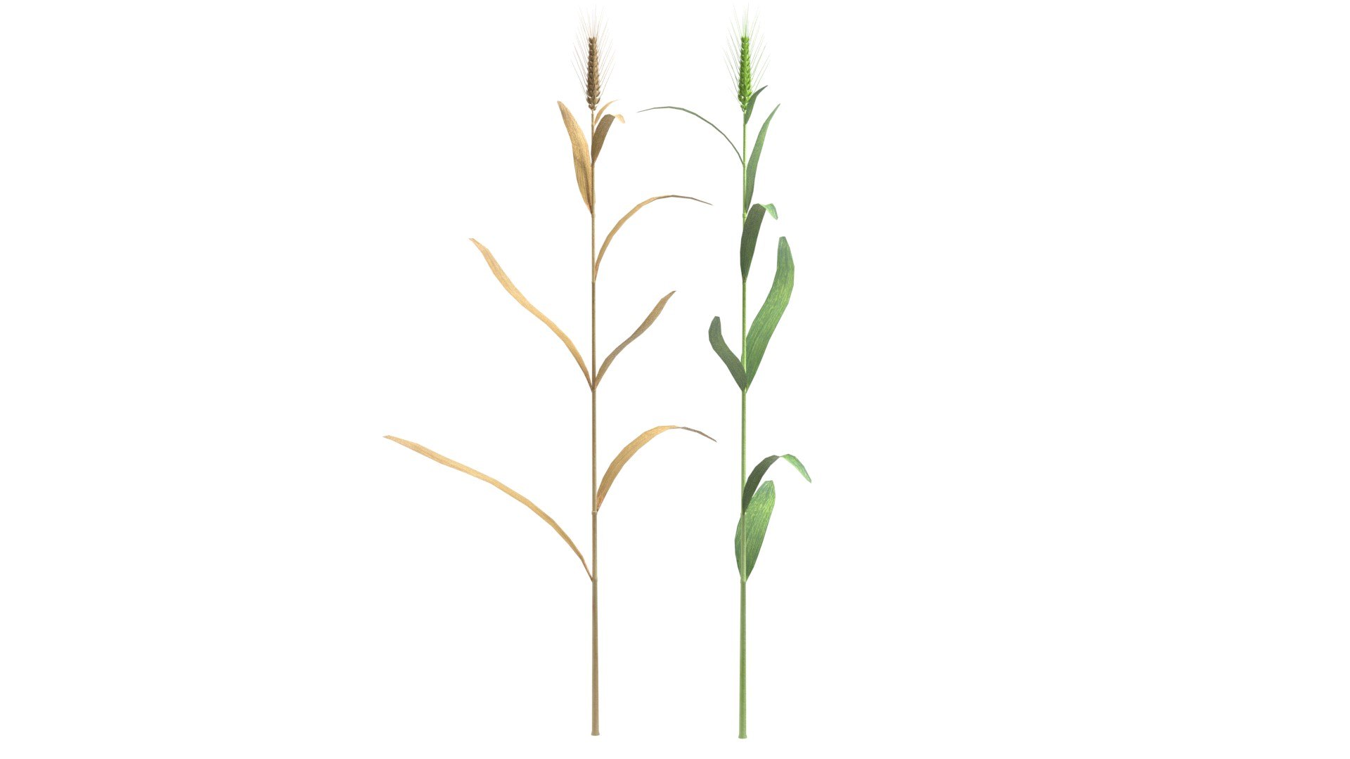 Wheat spike green and dried 3D model https://p.turbosquid.com/ts-thumb/gZ/rKo5w9/ht/2/jpg/1747547542/1920x1080/fit_q87/dcc5e6f5bd8db65ea597c29c6f985ba5978cbb37/2.jpg