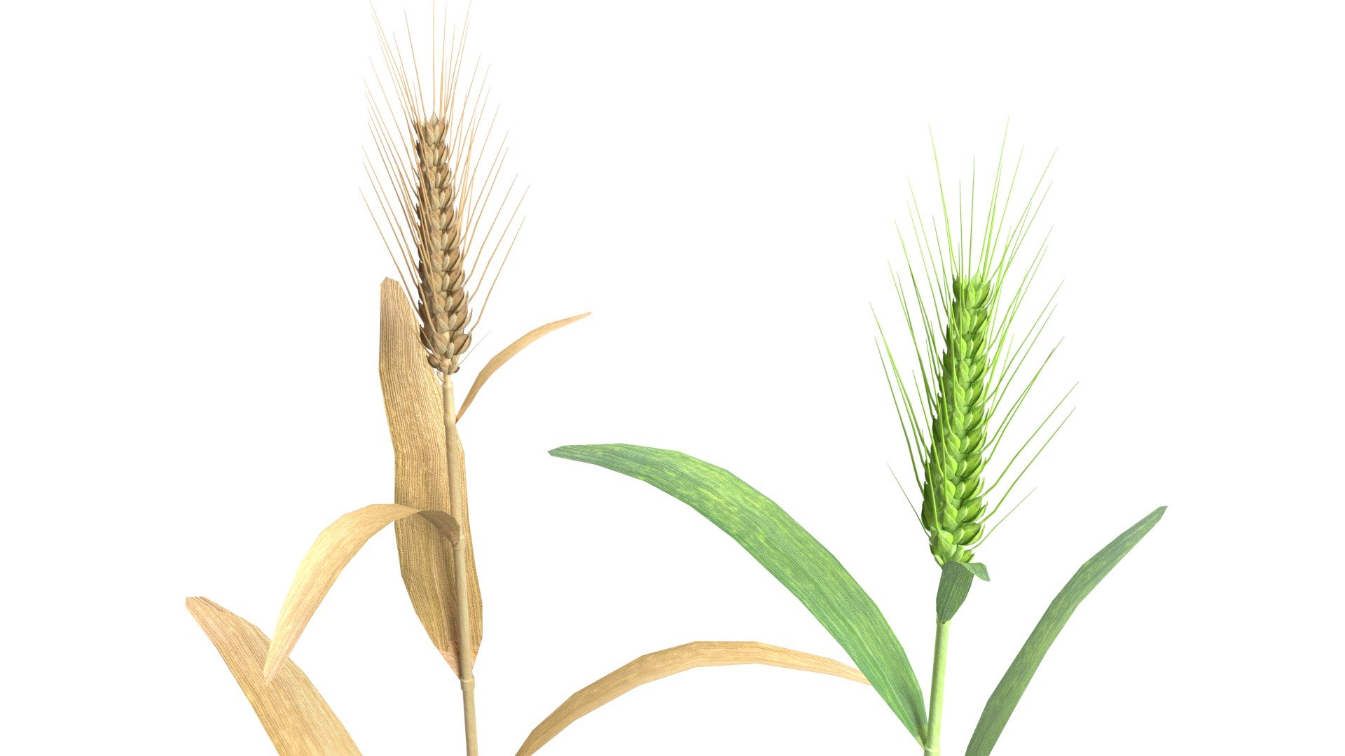 Wheat spike green and dried 3D model https://p.turbosquid.com/ts-thumb/gZ/rKo5w9/ne/4/jpg/1747547543/1920x1080/fit_q87/5299b34610b5fa4b664233b953db5fadd24faf61/4.jpg