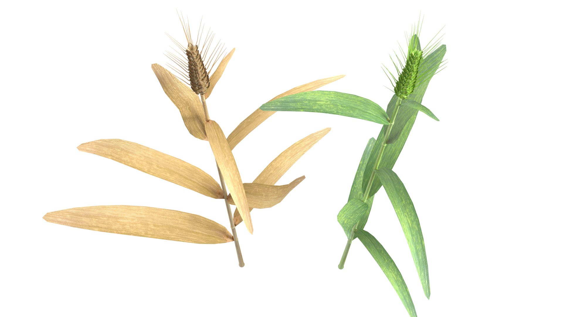 Wheat spike green and dried 3D model https://p.turbosquid.com/ts-thumb/gZ/rKo5w9/of/5/jpg/1747547544/1920x1080/fit_q87/746ca70714a7241a4736d9642bb2d1c1b370a53f/5.jpg