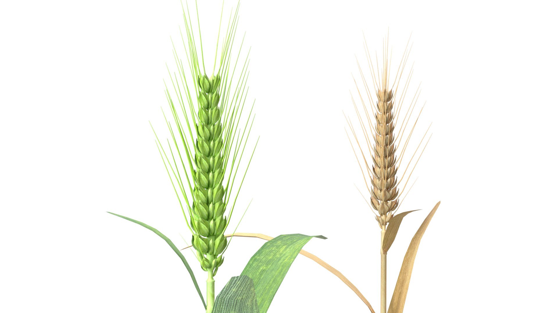 Wheat spike green and dried 3D model https://p.turbosquid.com/ts-thumb/gZ/rKo5w9/u7/3/jpg/1747547542/1920x1080/fit_q87/f8d28e491ea11e30826ec9bd4e78cbd264b1c1ae/3.jpg