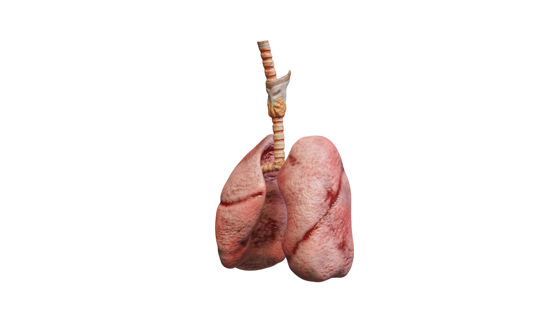 3d Human Lungs Realistic Anatomy - Turbosquid 2148843