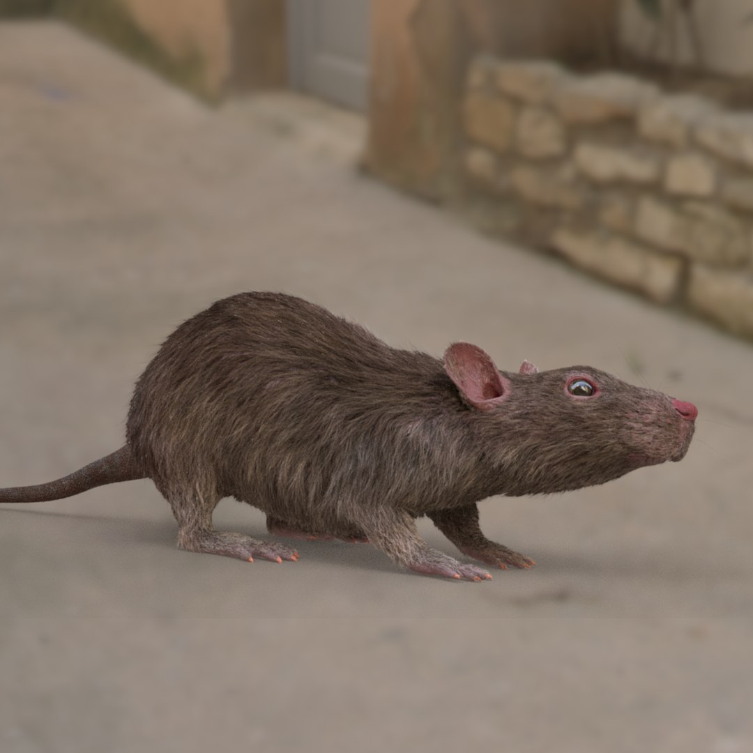Rat Rig 3D Model - TurboSquid 1368181
