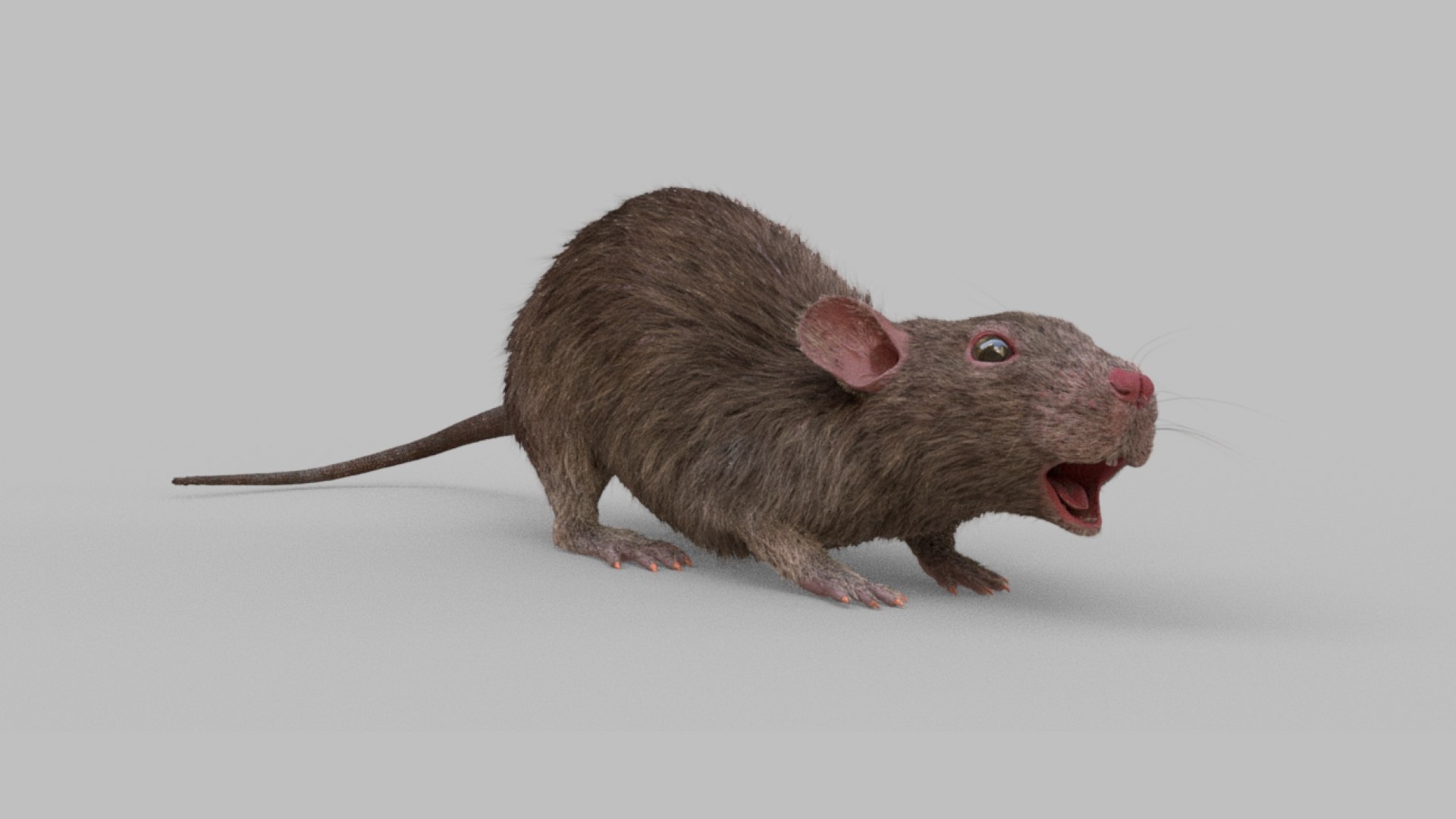 Rat Rig 3D Model - TurboSquid 1368181