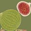 Ficus Carica Verde Mitad