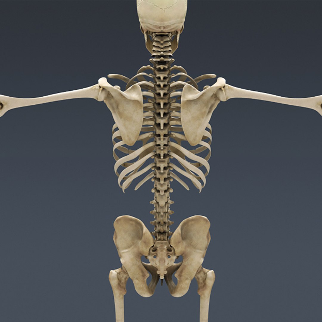 Human Skeleton Rigged Male Man 3d Model
