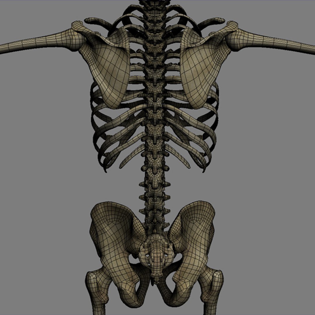 Human Skeleton Rigged Male Man 3d Model