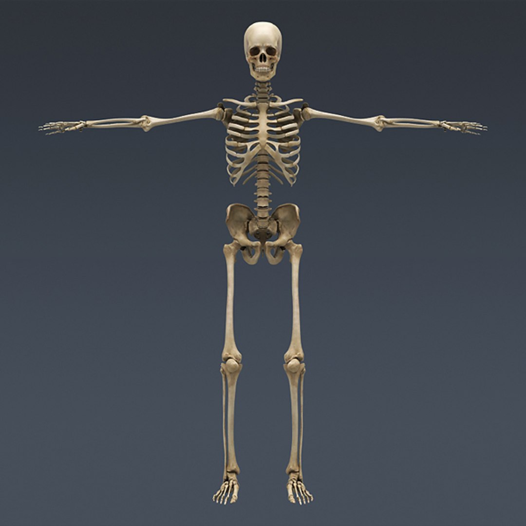 Human Skeleton Rigged Male Man 3d Model