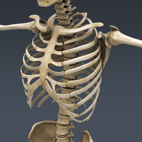 human skeleton rigged male man 3d model