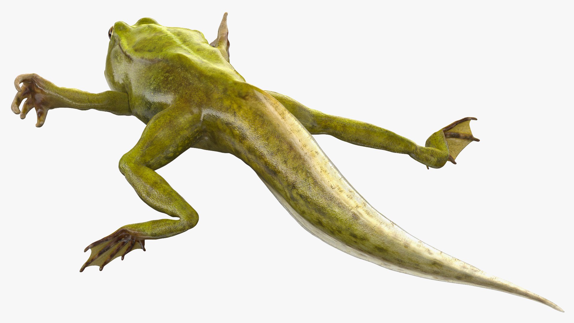 Tadpole with Four Legs Rigged for Maya model https://p.turbosquid.com/ts-thumb/ga/HmnBMj/81/tadpolewithfourlegsriggedc4dmodel011/jpg/1617063314/1920x1080/fit_q87/681f833e230ad5e73f63460661b7be25be57d50e/tadpolewithfourlegsriggedc4dmodel011.jpg