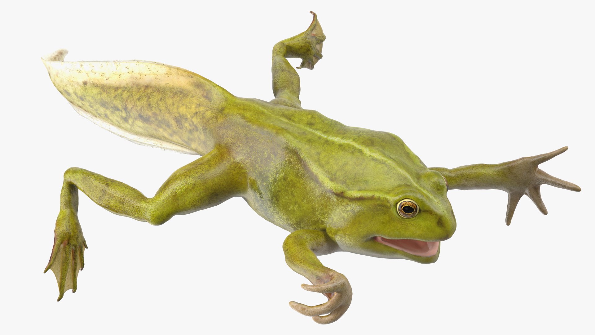 Tadpole with Four Legs Rigged for Maya model https://p.turbosquid.com/ts-thumb/ga/HmnBMj/Jt/tadpolewithfourlegsriggedc4dmodel017/jpg/1617063351/1920x1080/fit_q87/5440622628ec9f032bf23f4008bfb7e85bc1de66/tadpolewithfourlegsriggedc4dmodel017.jpg