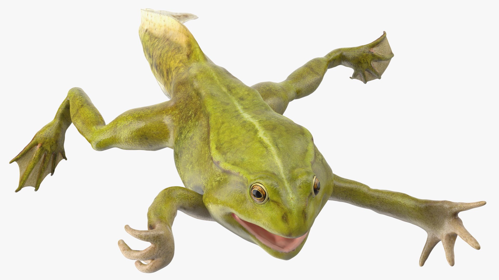 Tadpole with Four Legs Rigged for Maya model https://p.turbosquid.com/ts-thumb/ga/HmnBMj/X0/tadpolewithfourlegsriggedc4dmodel013/jpg/1617063326/1920x1080/fit_q87/87e060212c48b1ec286b9a19979b89f34c1a9252/tadpolewithfourlegsriggedc4dmodel013.jpg