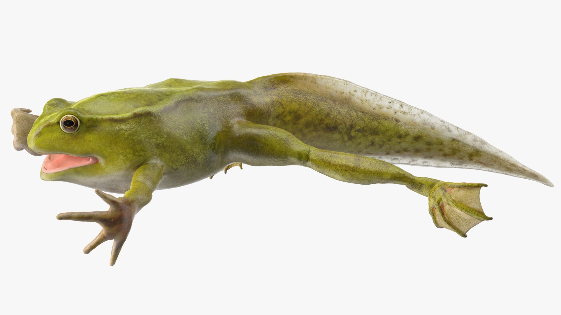 Tadpole with Four Legs Rigged for Maya model https://p.turbosquid.com/ts-thumb/ga/HmnBMj/cX/tadpolewithfourlegsriggedc4dmodel015/jpg/1617063339/1920x1080/fit_q87/449ec1b93628ef1a968832d09c0fe54318aed9d1/tadpolewithfourlegsriggedc4dmodel015.jpg
