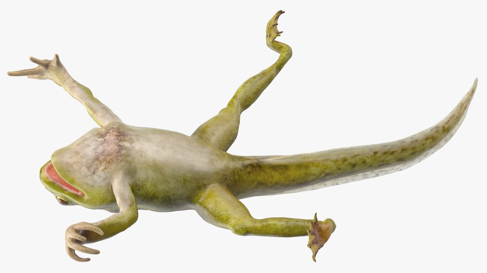 Tadpole with Four Legs Rigged for Maya model https://p.turbosquid.com/ts-thumb/ga/HmnBMj/kL/tadpolewithfourlegsriggedc4dmodel018/jpg/1617063358/1920x1080/fit_q87/cd3363a5d7575951971f7ed54b1fc7dd6d6ae1ba/tadpolewithfourlegsriggedc4dmodel018.jpg