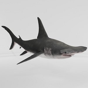 Hammerhead Shark Realistic