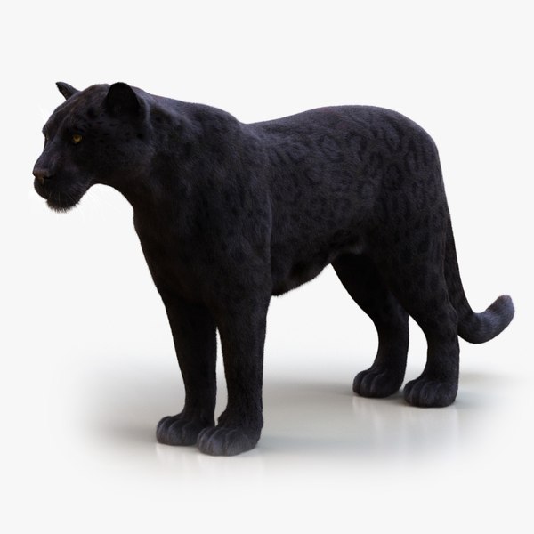 BLACK JAGUAR ANIMATED XGEN-CORE 3D model