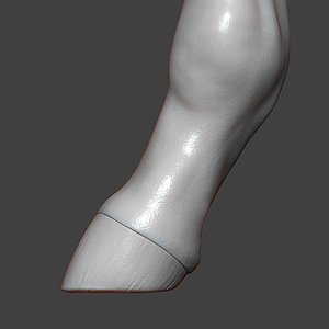 Horse Foal Hoof Highpoly Sculpt