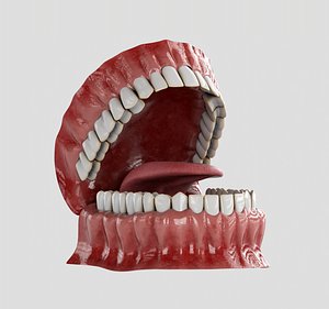 Human Mouth 3D