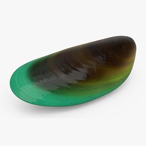 Green Lipped Clam Shell 3D model