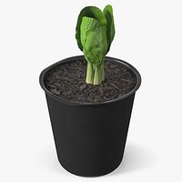 Indoor Bok Choy Starter Plant in Nursery Pot